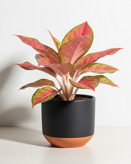 Aglaonema Pink