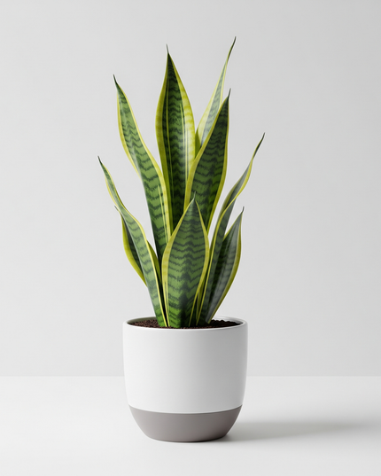 Snake Plant