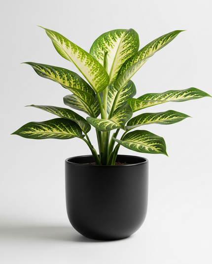 Dieffenbachia