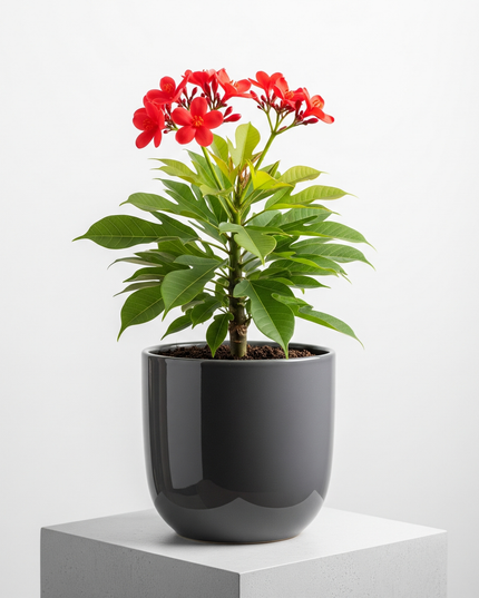 Jatropha