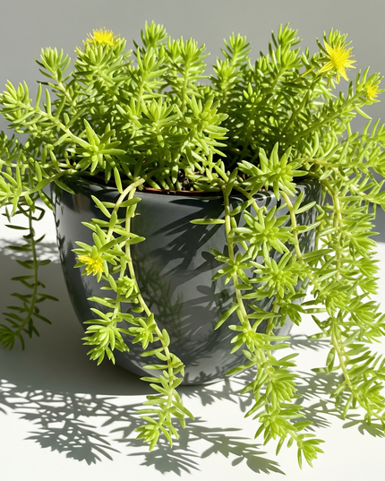 Sedum lineare (Needle Stonecrop)