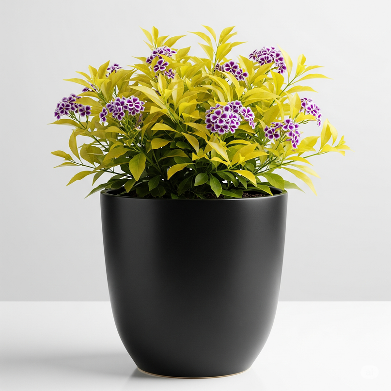 Golden Duranta