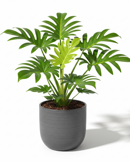 Philodendron Xanadu