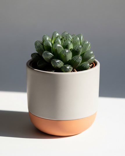 Haworthia cymbiformis