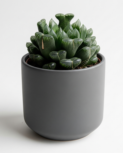 Haworthia truncata