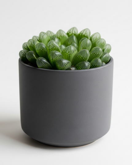 Haworthia cooperi