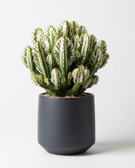 Euphorbia lactea (Dragon Bones Tree)
