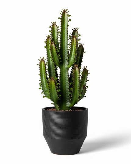 Euphorbia trigona (African Milk Tree)