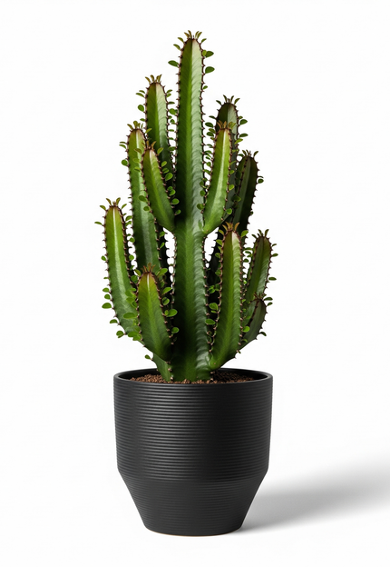 Pots So Pretty, Even Your Cactus Will Smile.