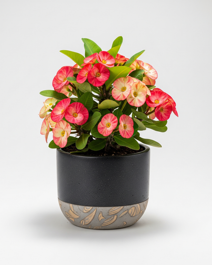 Euphorbia milii (Crown of Thorns)