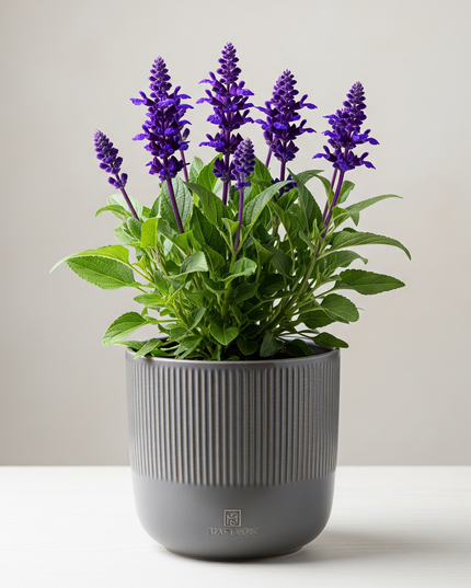 Salvia