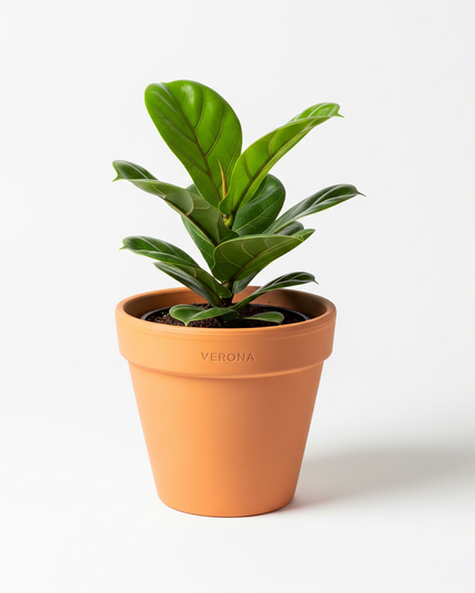 Verona Pot
