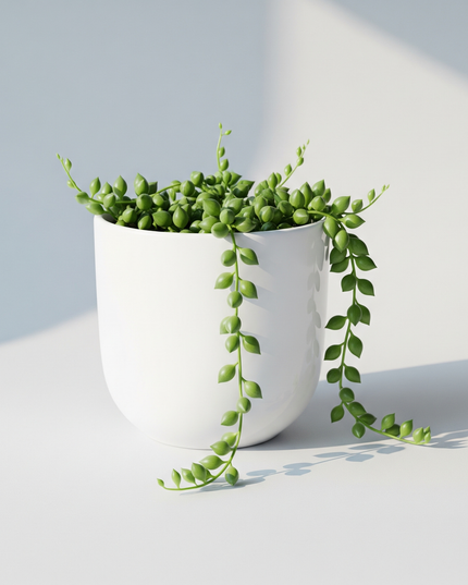 Senecio radicans (String of Bananas)
