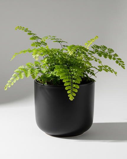 Maidenhair Fern