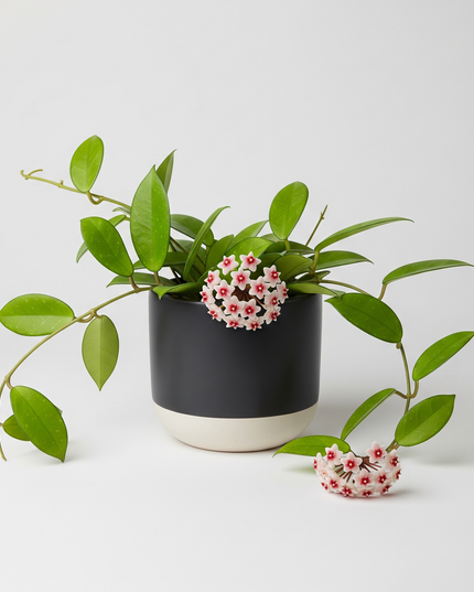 Hoya Carnosa
