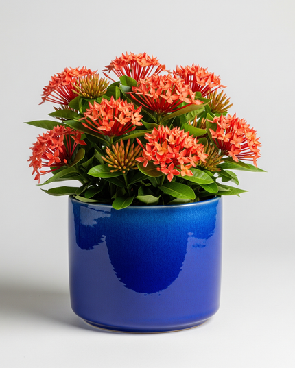 Ixora