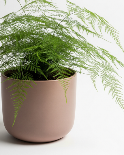 Asparagus Fern