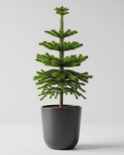 Araucaria Cookii