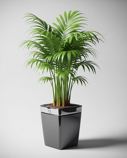 Areca Catechu