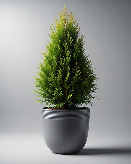 Thuja Orientalis