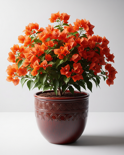 Bougainvillea Orange