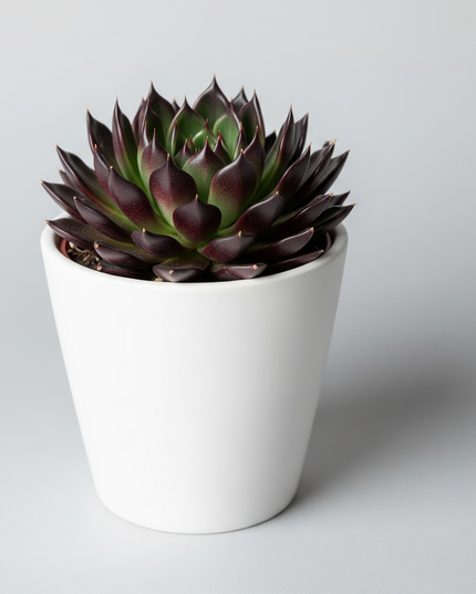 Echeveria Black Prince