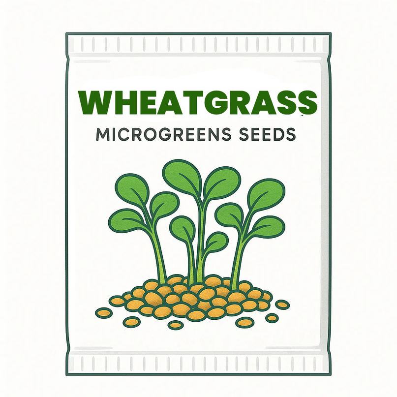 Wheatgrass Seeds - 20g