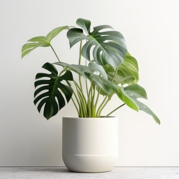 <h2>Shop the look<br/><span style="text-decoration:underline">50% off</span></h2>